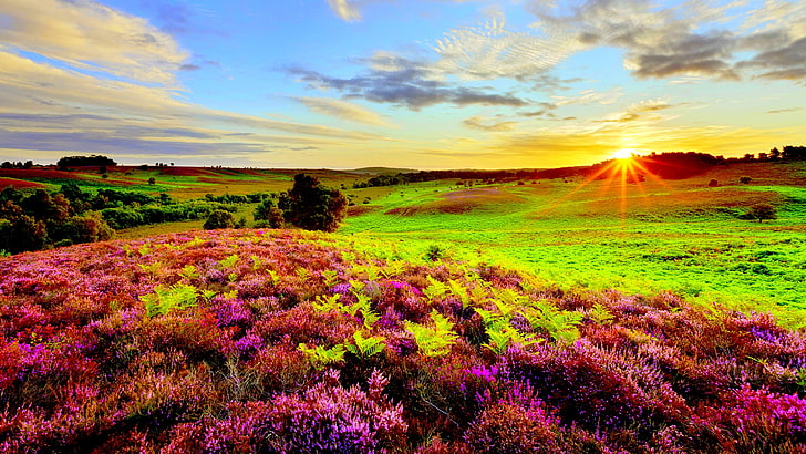 HD wallpaper: Nature Purple Flowers Green Grass Meadow With Sun Rays Sunrise  Wallpaper Hd For Desktop 2880×1620 | Wallpaper Flare