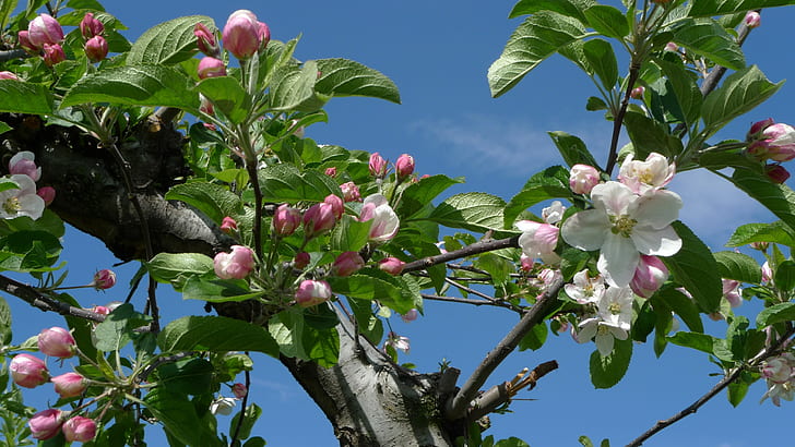 apple blossom time Apples blossoms blue sky flowering flowers fruit-trees leaves spring Trees HD, apple blossom, HD wallpaper