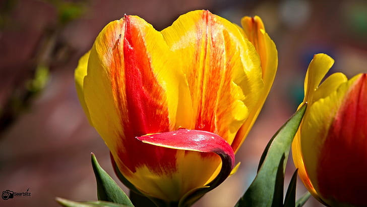 shallow focus photography of yellow and red flower, Waving, tulip, HD wallpaper
