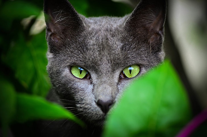 gray cat, selective-focus photography of black cat, animals, face