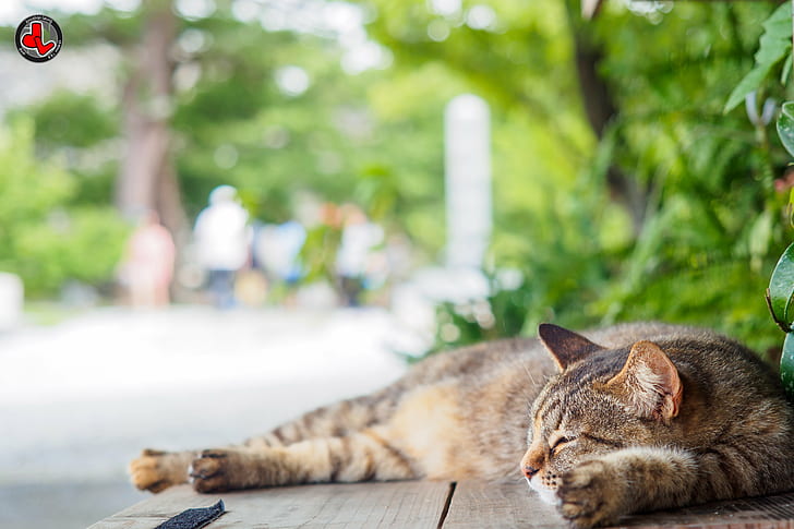 close up photo of a sleeping brown tabby cat, nakijin, nakijin HD wallpaper