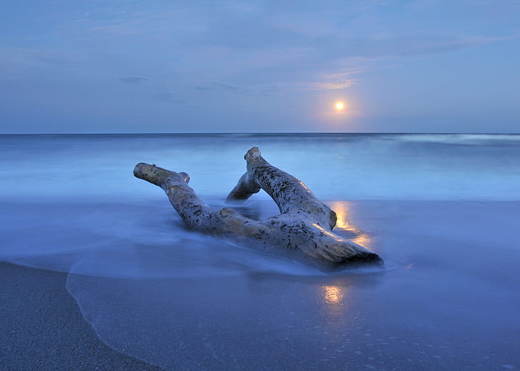blue body of water, Full moon, tree, moonrise, driftwood, atlantic  ocean, HD wallpaper
