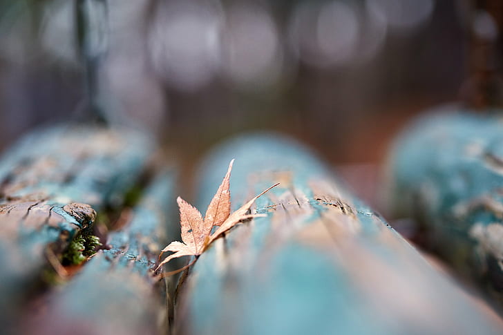 brown leaf in blue textile, Play, park, Canon, bokeh, macro, Saitama  JAPAN, HD wallpaper