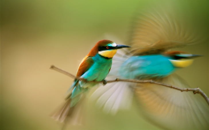 birds, bee-eaters, motion blur, animals, HD wallpaper