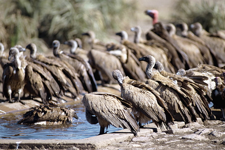 flock of brown birds, vultures, pack, watering, animal, nature