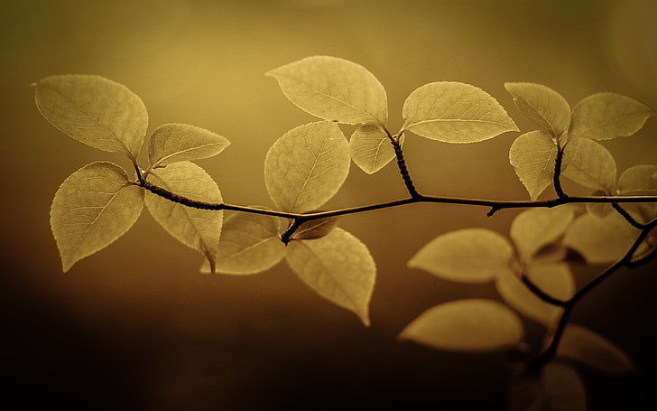 yellow leaf, selective focus photo of green leaf plant, nature, HD wallpaper