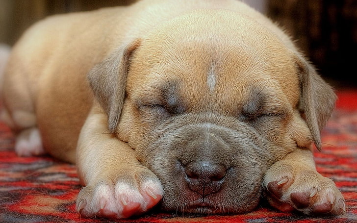 brown American pit bull terrier pupy, puppy, face, sleeping, cute, HD wallpaper