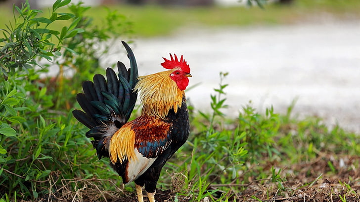 brown and black rooster, roosters, birds, plants, animal, animal themes, HD wallpaper