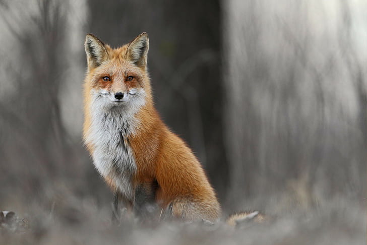Winter fox in forest, orange and white fox, animals, grass