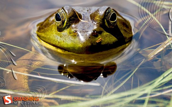 water frogs amphibians Animals Frogs HD Art