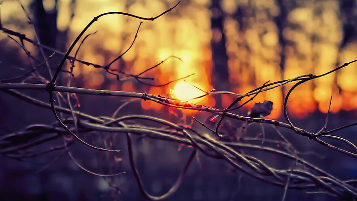 depth of field, sunset, photography, nature, plant, focus on foreground, HD wallpaper