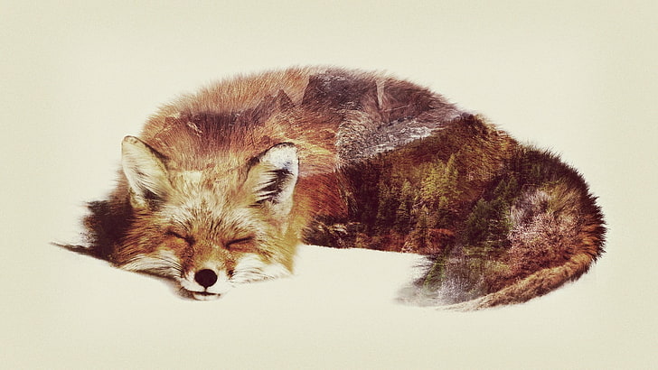brown fox, double exposure, animals, one animal, animal themes, HD wallpaper