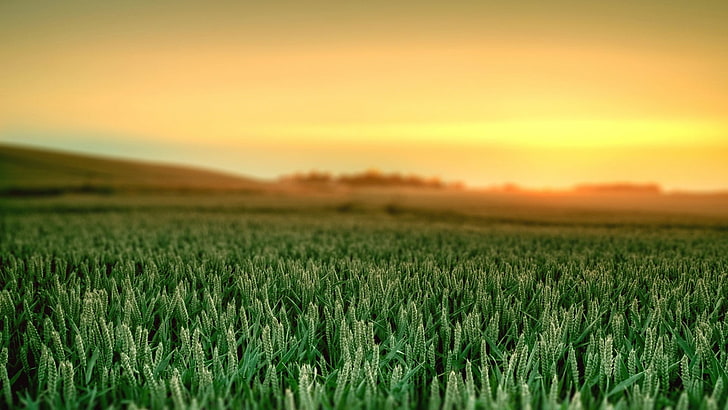 green wheat field, plants, landscape, sky, sunlight, agriculture