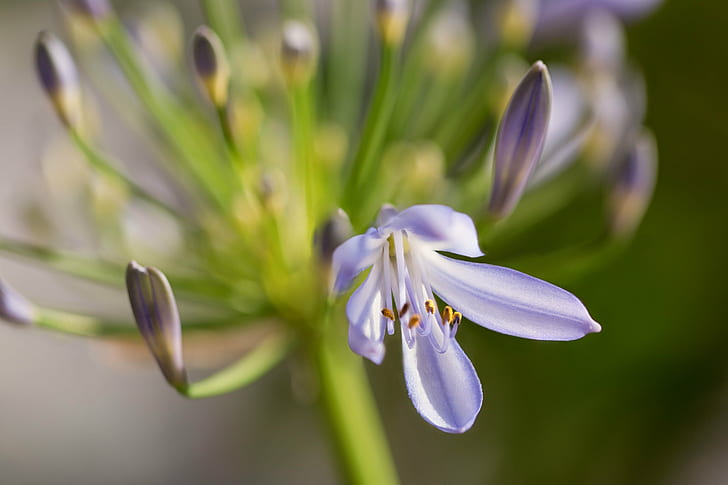 selective focus photography of purple Lily of the Nile, Agapanthus, HD wallpaper