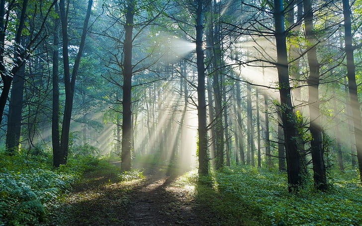 Summer morning, nature forest trail, sun light rays