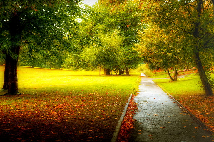 Park, leaves, colorful, green leaf trees, road, forest, fall, HD wallpaper