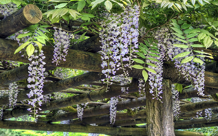 Wisteria Blooming Japanese Garden In Portland United States Of America Desktop Hd Wallpaper For Mobile Phones Tablet And Pc 3840×2400, HD wallpaper