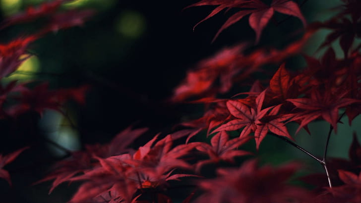 Crimson Leaves, nature, forest, trees, leaf, autumn, bushes, 3d and abstract