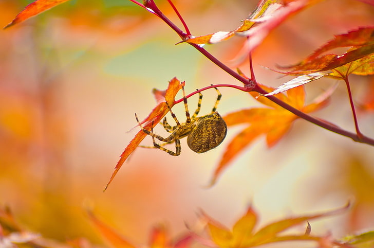 photography, nature, macro, spider, plants, leaves, fall, animal themes, HD wallpaper