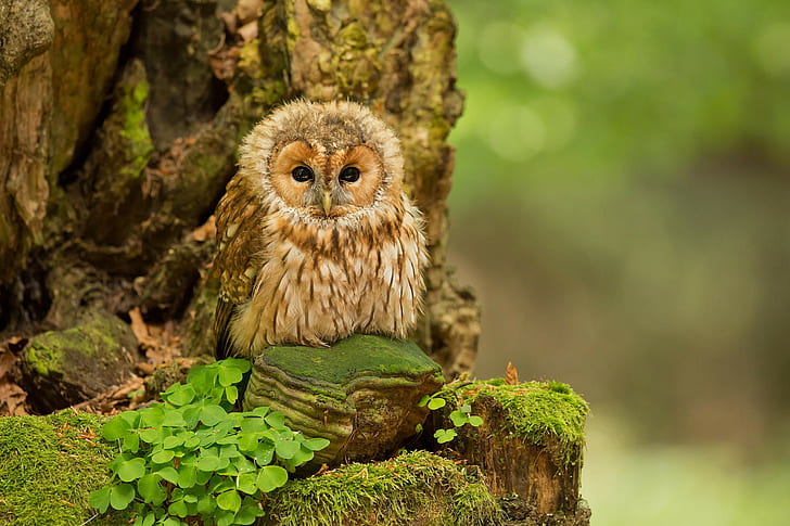 Tawny Owl in forest, brown and white owl, Birds, Nature, ptinets, HD wallpaper