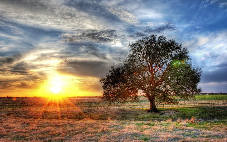 Lonely tree, grass, sun rays, sunset, clouds