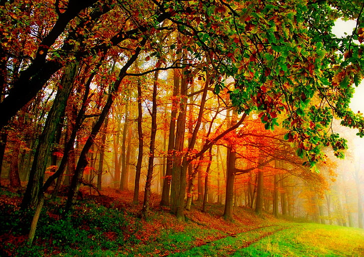 autumn, fall, foilage, landscape, leaf, leaves, nature, tree, HD wallpaper