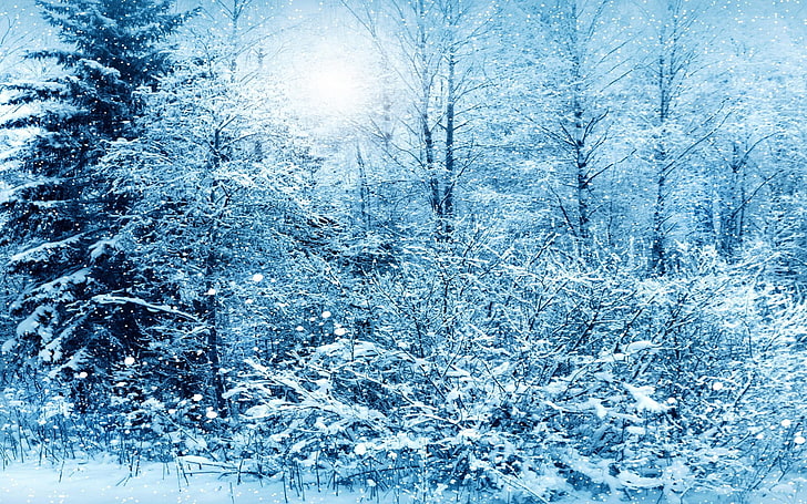snow covered forest, winter, trees, nature, cold - Temperature