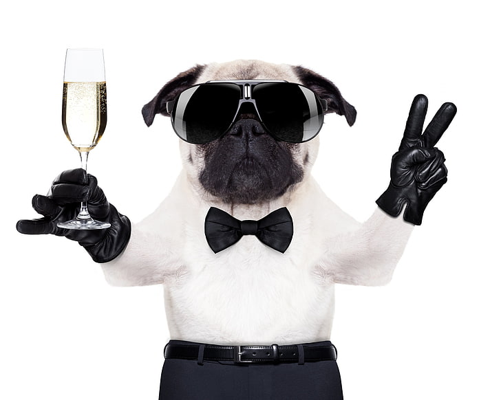 Funny dog, caine, black, bow, animal, cute, glass, glove, sunglases, HD wallpaper