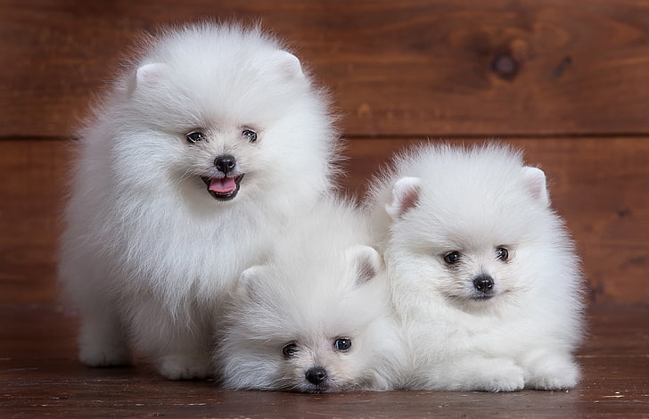 long-coated white puppies, cute, puppy, trio, Spitz, dog, pets