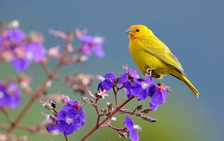 selective focus of yellow bird on purple flower, saffron finch, sicalis, saffron finch, sicalis, HD wallpaper