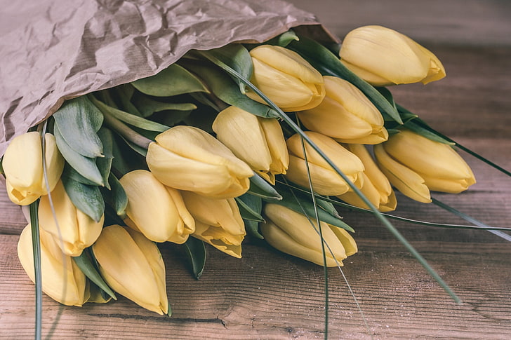 flowers, plants, tulips, freshness, yellow, flowering plant, HD wallpaper