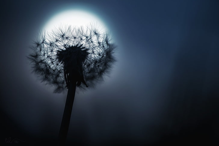 silhouette photography of dandelion flower, Moon, macro, plant, HD wallpaper