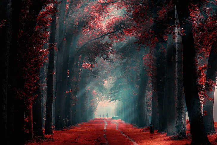 people standing between tall trees, pathway between red leaf trees during daytime