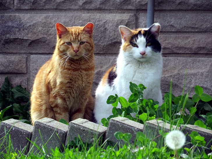 brown and white short coated cats, pair, people, birds, cemetery, HD wallpaper