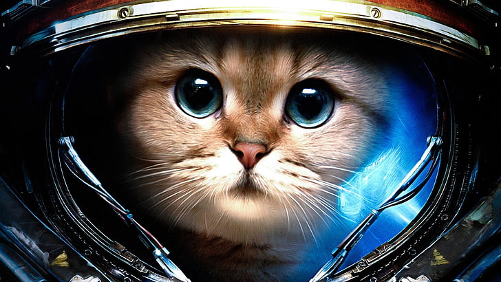 astronaut, cats, humor, James Raynor, space, starcraft, Starcraft II, HD wallpaper