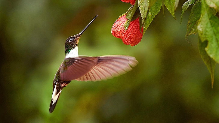 bird, hummingbird, fauna, fly, beak, wildlife, flora, leaf, HD wallpaper