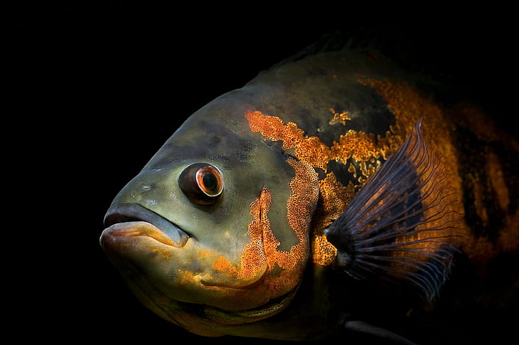 fish oscar
