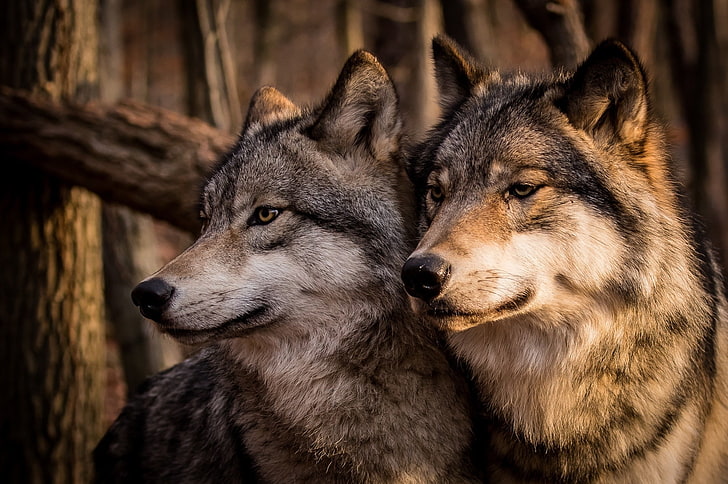 two gray wolves, family, pair, wolf, carnivore, gray Wolf, animal