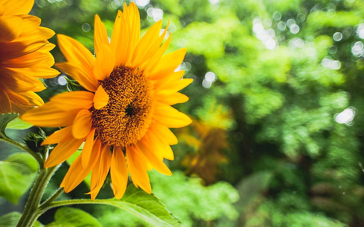 How long does it take a sunflower to bloom?