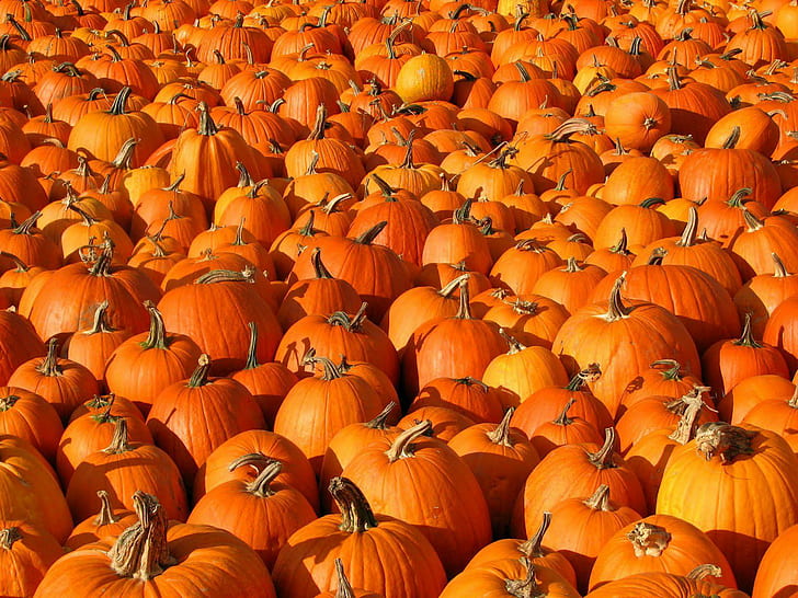 Pumpkin Patch Halloween Autumn Wide, HD wallpaper