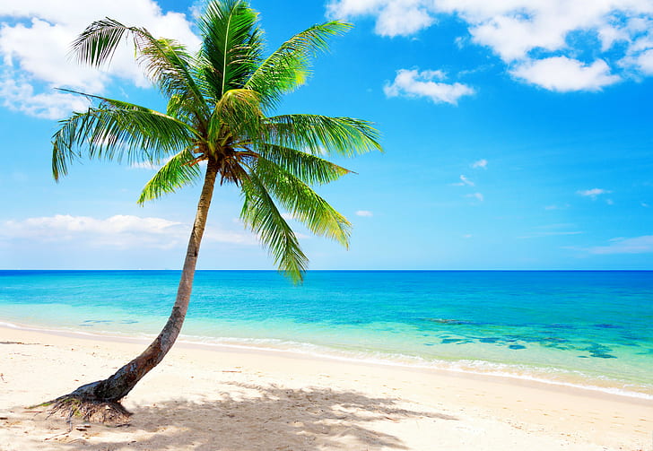 Beach, Blue, coast, emerald, ocean, palm, paradise, sea, tropical, HD wallpaper