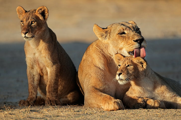 Lioness family, brown lioness and cub, Cat, lion cubs, language, HD wallpaper