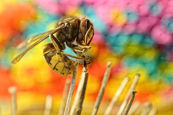 insect, animals, macro, wasps, close-up, focus on foreground, HD wallpaper
