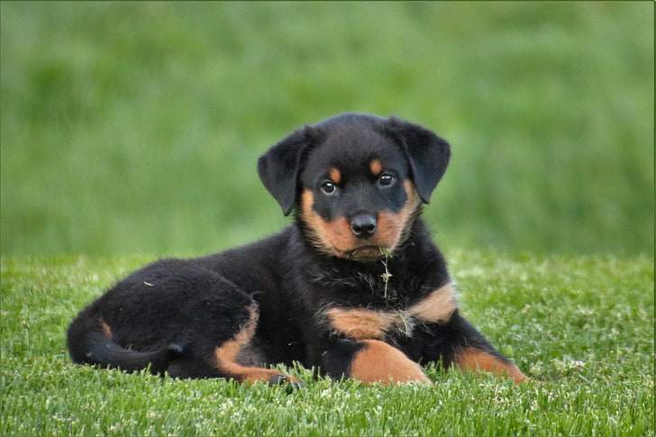 black and mahogany Rottweiler puppy, dog, lying, pets, animal