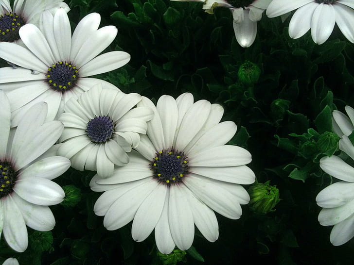 Daisies Flowers, nature, white, garden, 3d and abstract