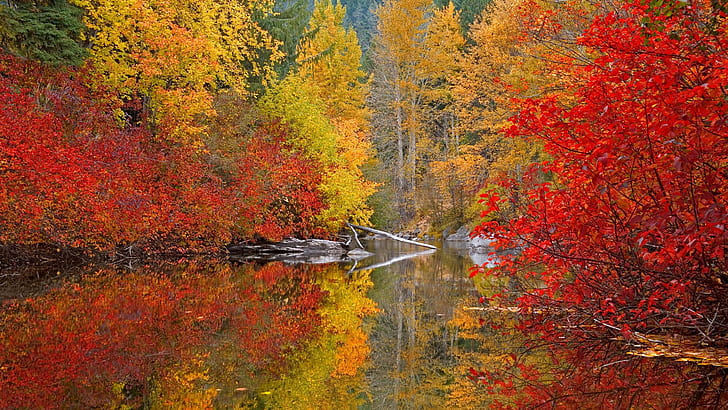 nature, trees, forest, lake, reflection