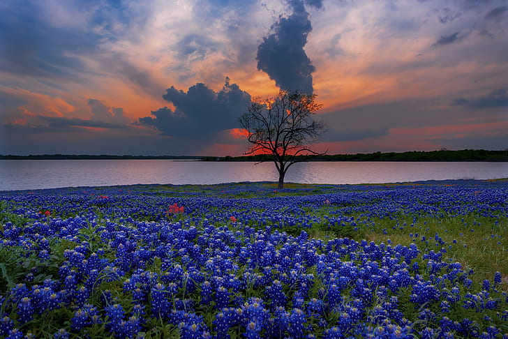 Earth, Texas Bluebonnets, Cloud, Flower, Nature, HD wallpaper