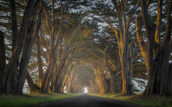 Cypress, Trees, Road, Mist, Sunrise, Tunnel, Grass, Nature, HD wallpaper