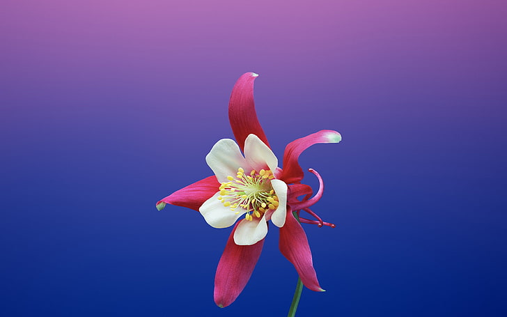 Aquilegia-Apple iOS 11 iPhone 8 iPhone X HD Wallpa.., flower, HD wallpaper