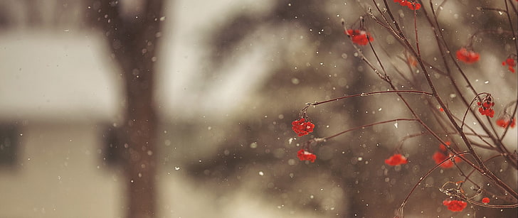 red petaled flower, ultra-wide, photography, nature, winter, water